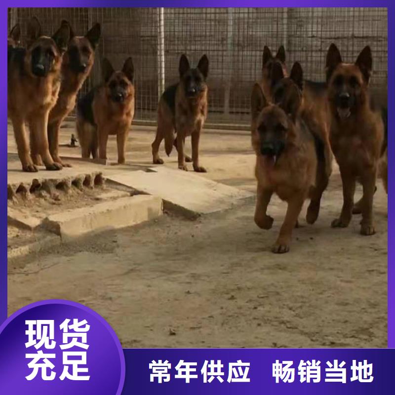 德国牧羊犬卡斯罗犬生产厂家