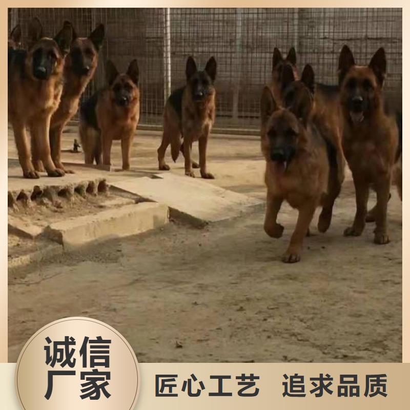 德国牧羊犬德牧犬工艺精细质保长久