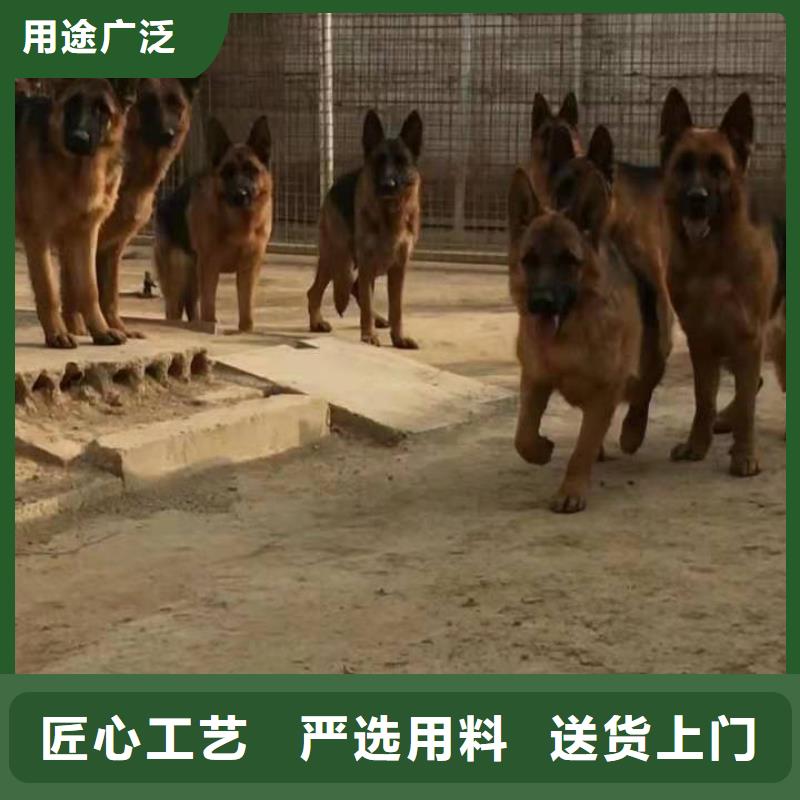 德国牧羊犬,德牧犬实体诚信经营