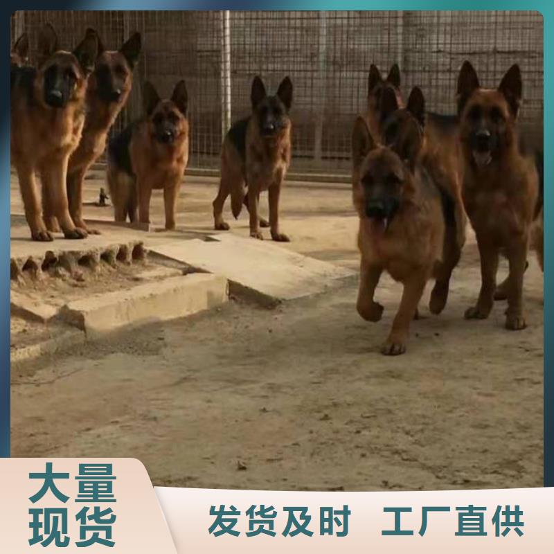 德国牧羊犬,德牧犬欢迎来电咨询