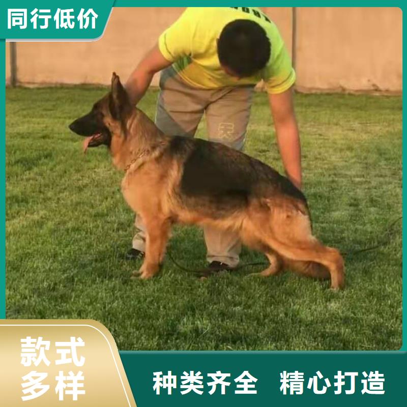 德国牧羊犬【比特犬】应用范围广泛