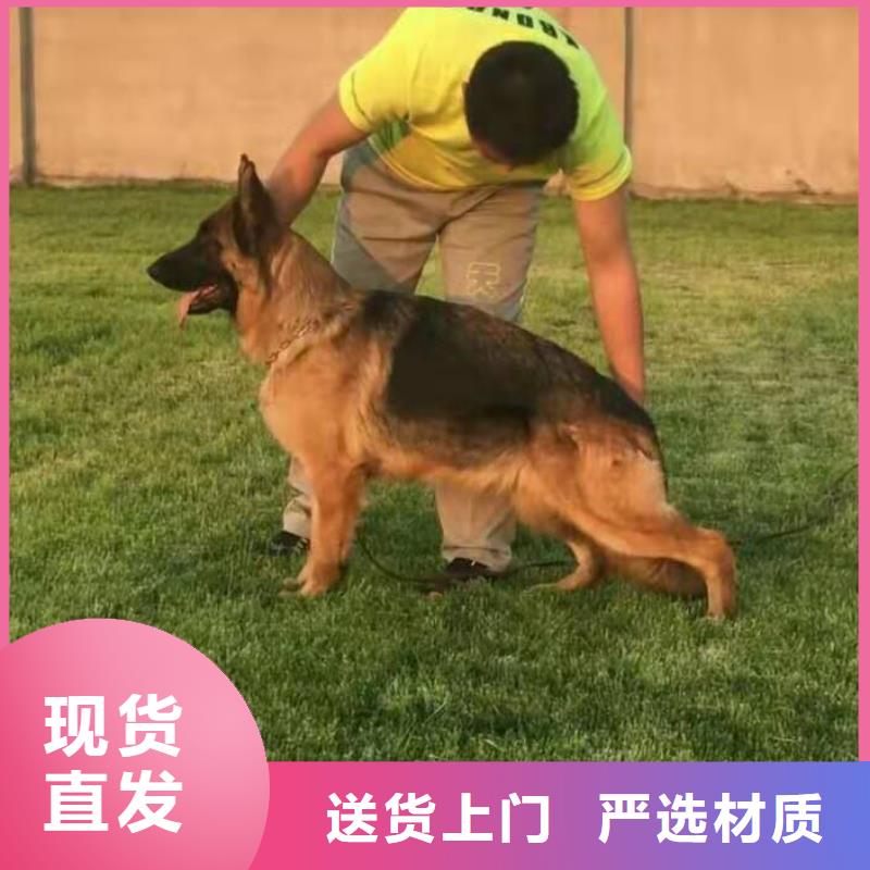 德国牧羊犬马犬厂家直销规格多样