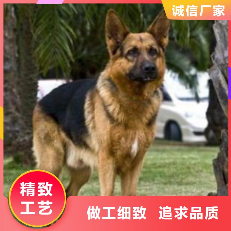 德国牧羊犬比特犬安心购