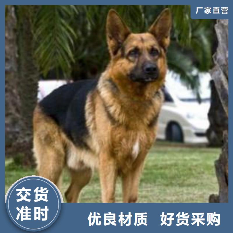 德国牧羊犬德牧犬买的放心