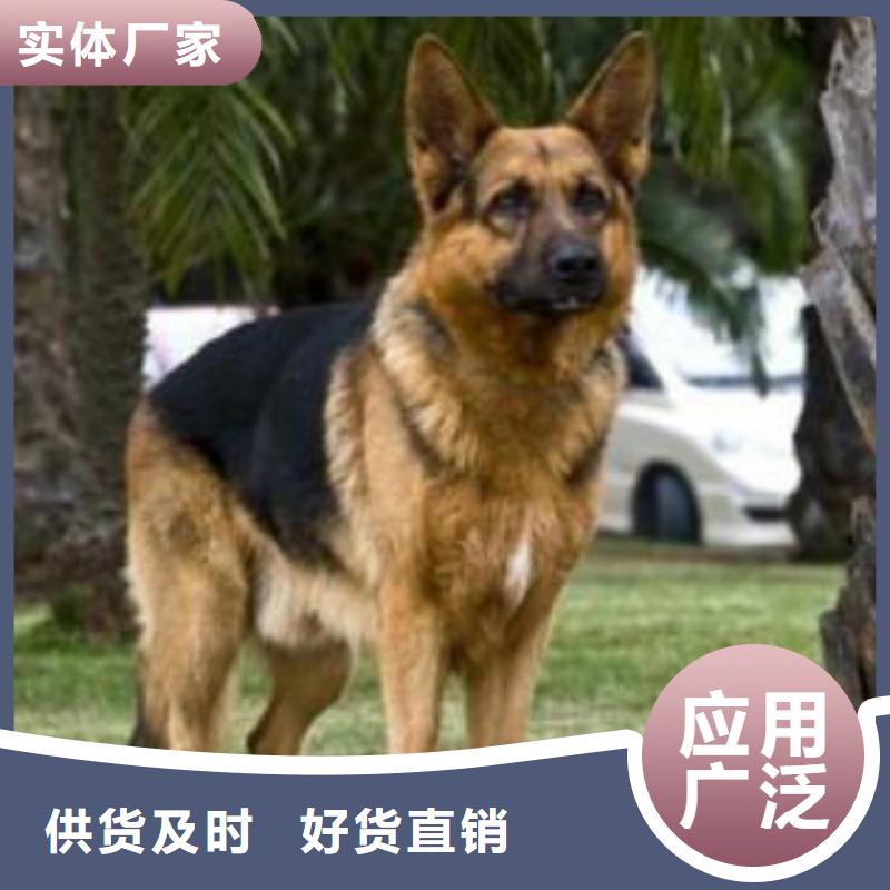 德国牧羊犬【拉布拉多犬】匠心工艺