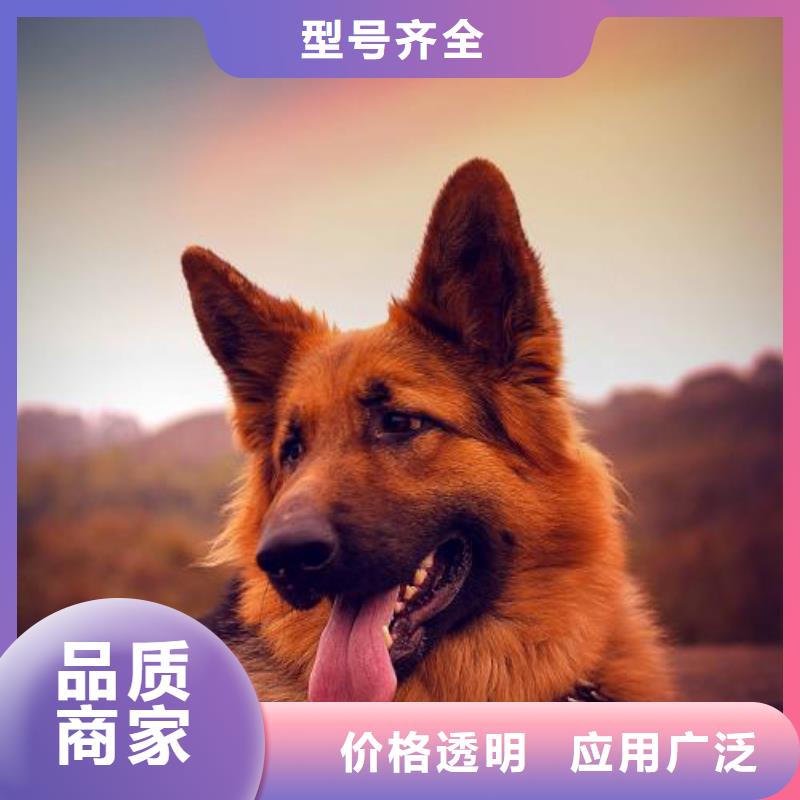 德国牧羊犬德牧犬售后服务完善