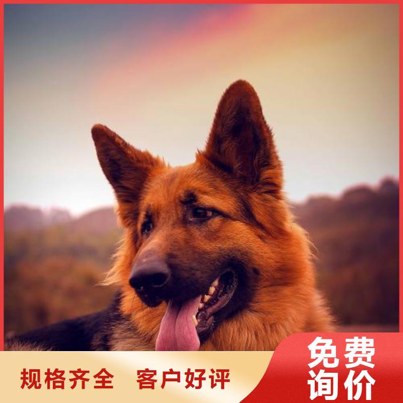 德国牧羊犬【马犬】产品细节参数