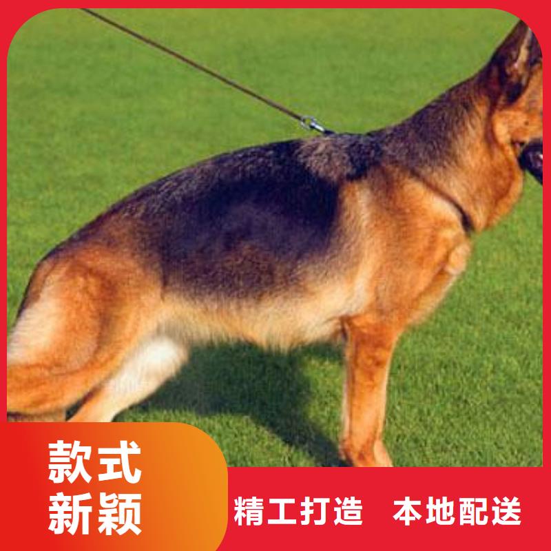 【德国牧羊犬】杜宾犬设计合理