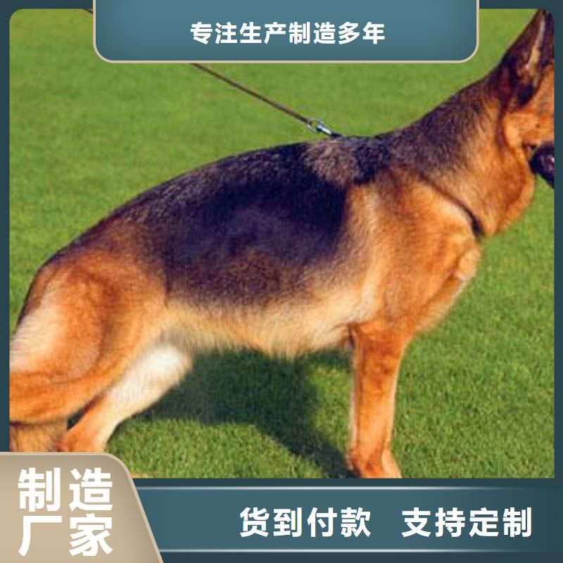 德国牧羊犬【高加索犬】工艺成熟