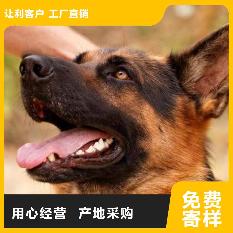 【德国牧羊犬,马犬型号全价格低】