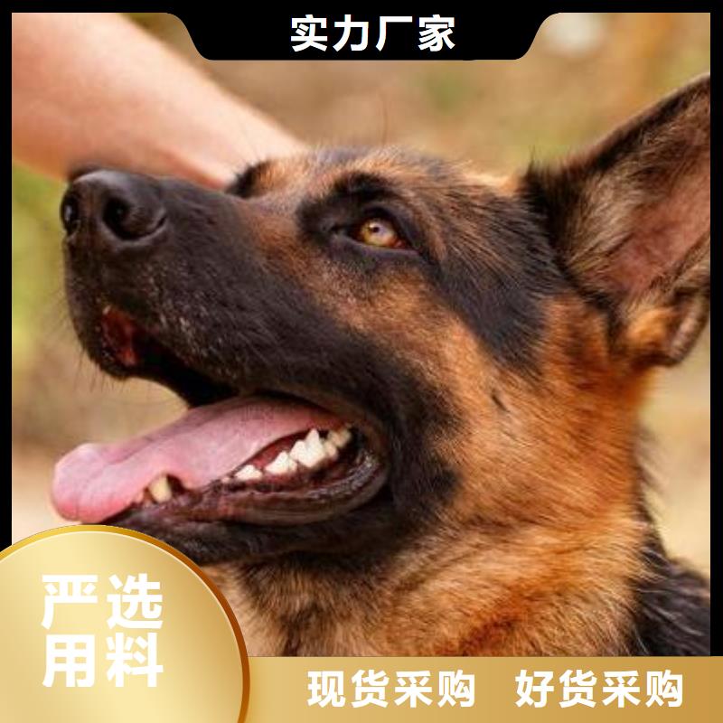 德国牧羊犬马犬厂家十分靠谱