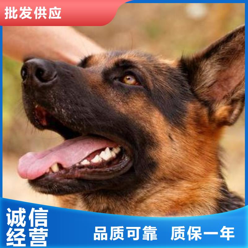 德国牧羊犬【马犬】产品细节参数