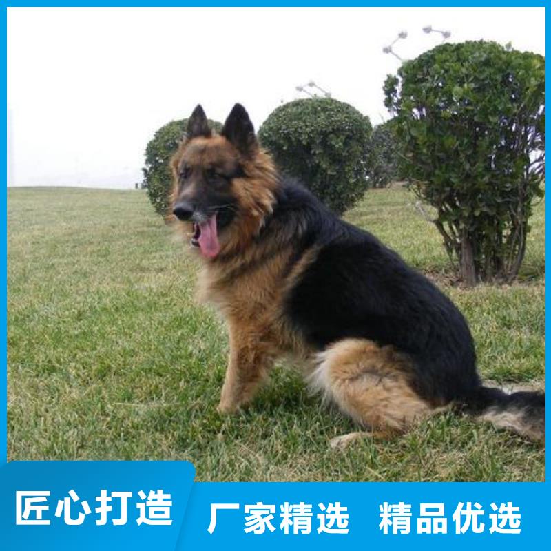 德国牧羊犬德牧犬好厂家有担当