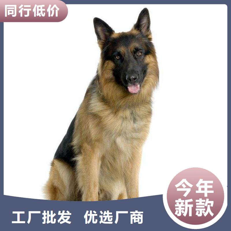 德国牧羊犬杜宾犬厂家售后完善