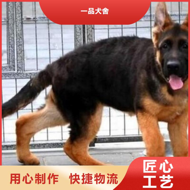 【德国牧羊犬】,黑狼定制批发