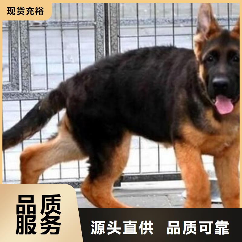 德国牧羊犬马犬厂家十分靠谱