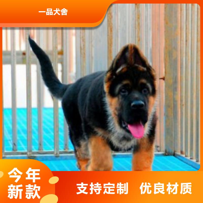 德国牧羊犬_【德牧犬】诚信厂家