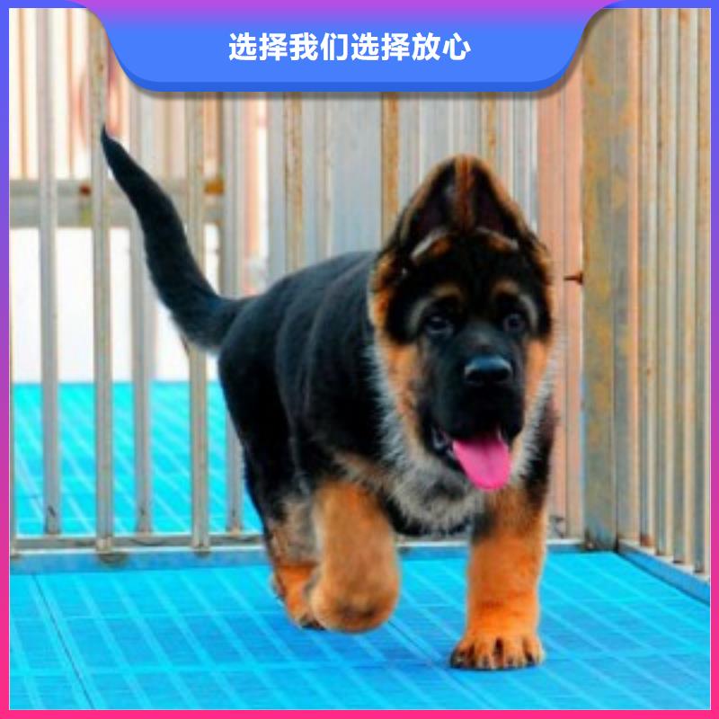 德国牧羊犬卡斯罗犬多年厂家可靠