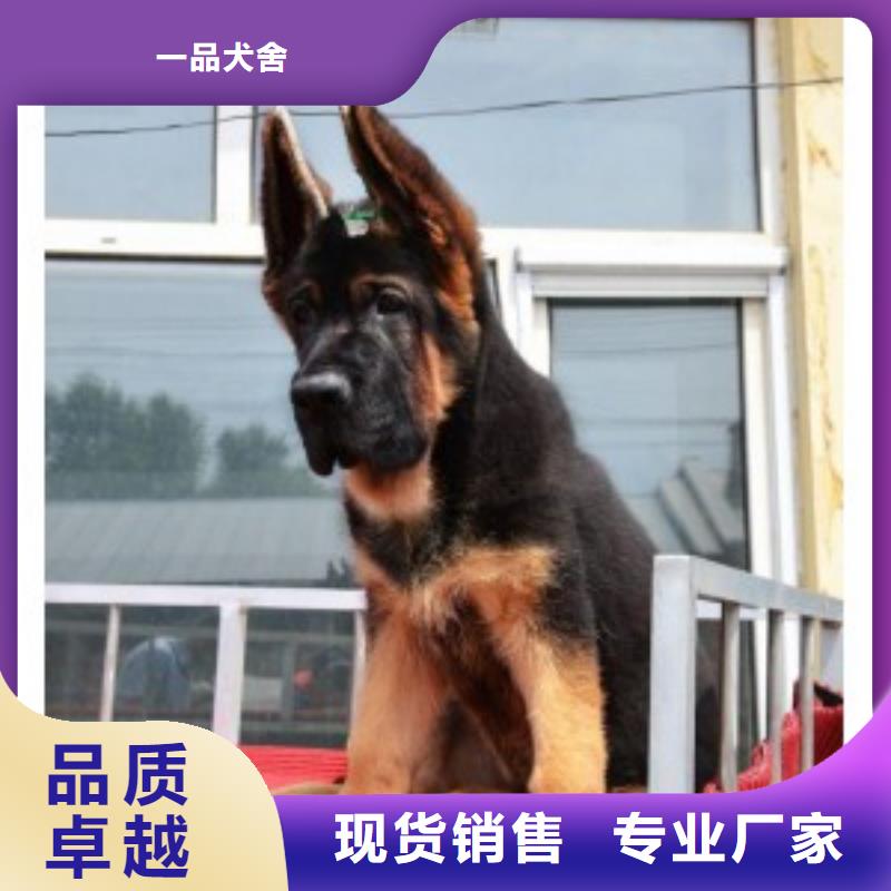 德国牧羊犬杜宾犬厂家售后完善