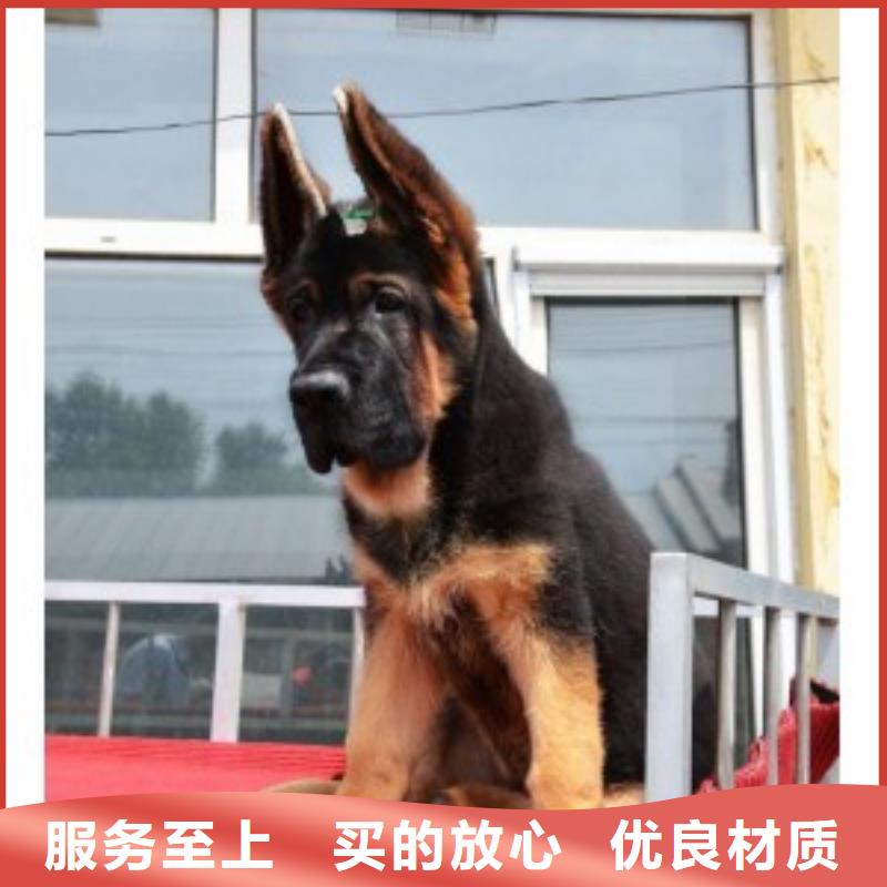 德国牧羊犬马犬厂家十分靠谱