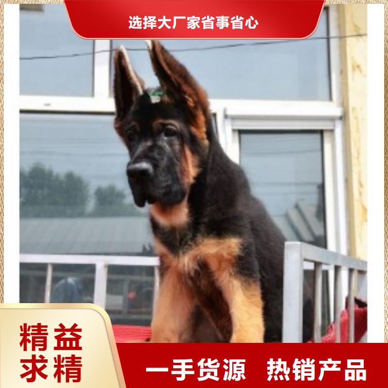 德国牧羊犬杜宾犬满足客户需求