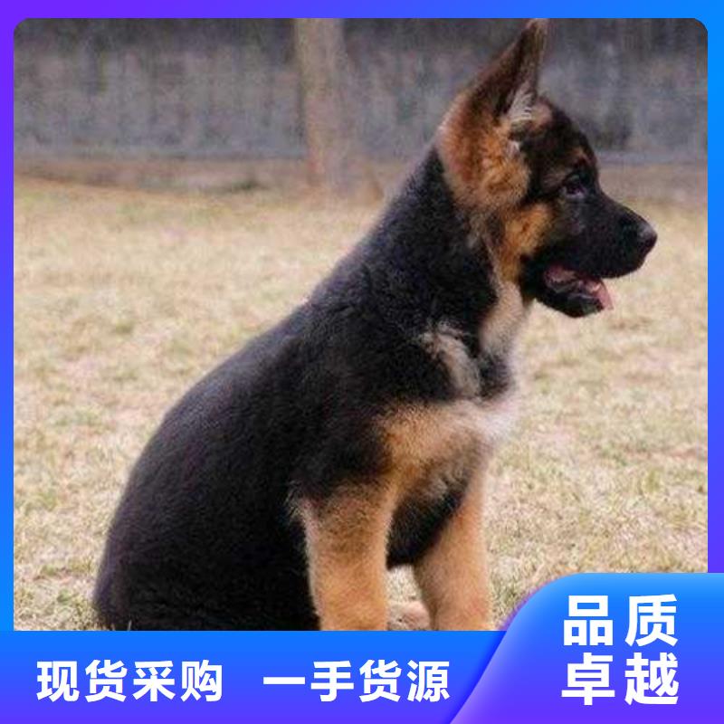 德国牧羊犬卡斯罗犬价格有优势