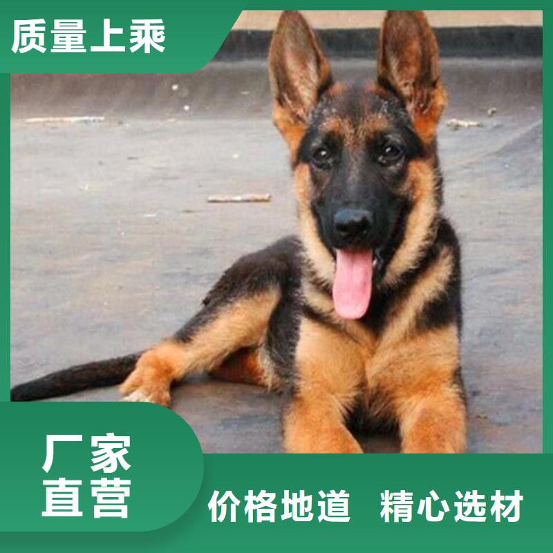 德国牧羊犬德牧犬一站式采购商