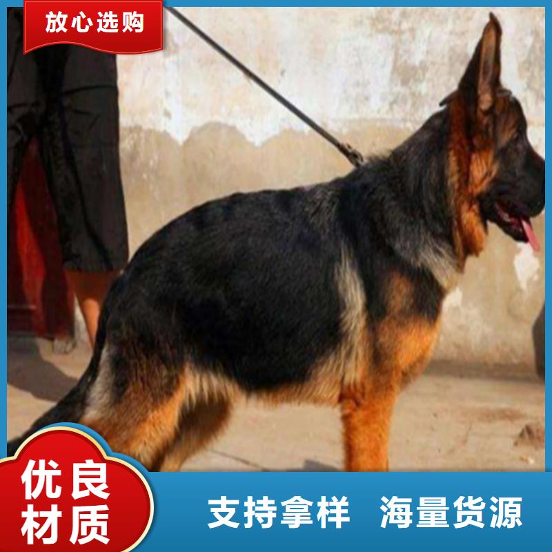 德国牧羊犬卡斯罗犬价格有优势