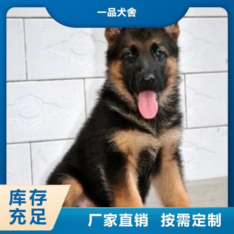 德国牧羊犬马犬专业生产N年