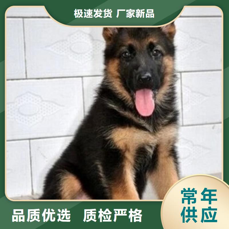 德国牧羊犬马犬源厂供货