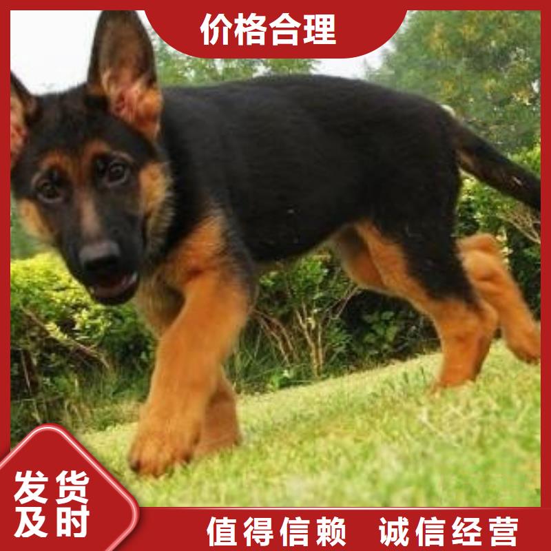 德国牧羊犬杜宾犬满足客户需求