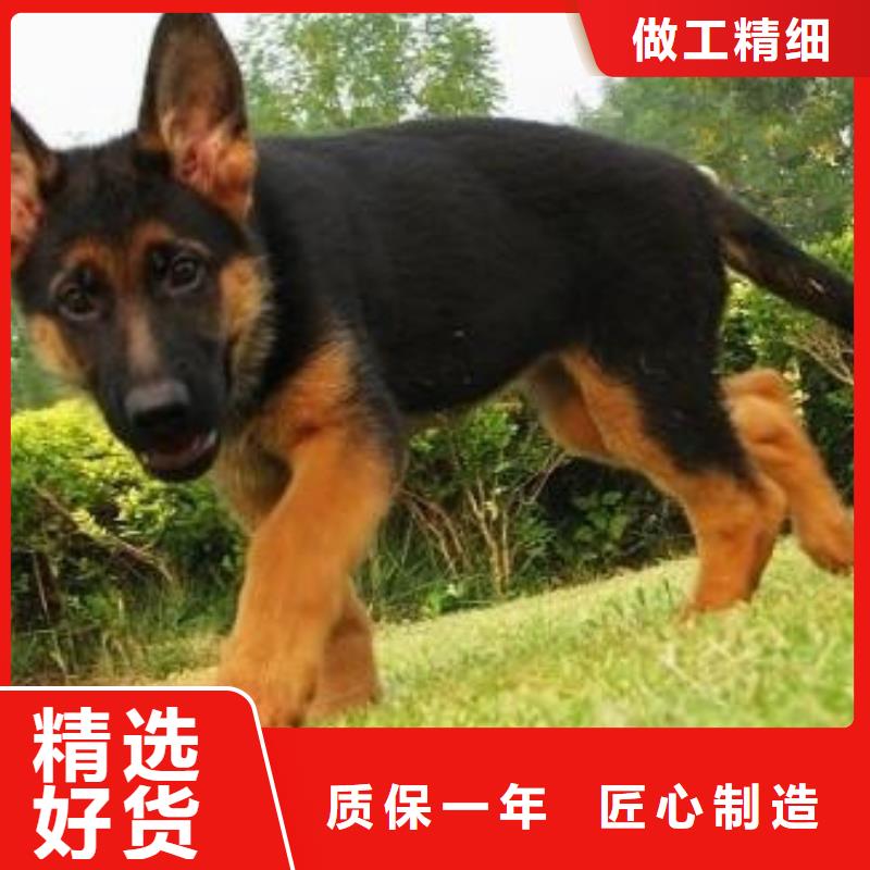 【德国牧羊犬,马犬优选好材铸造好品质】