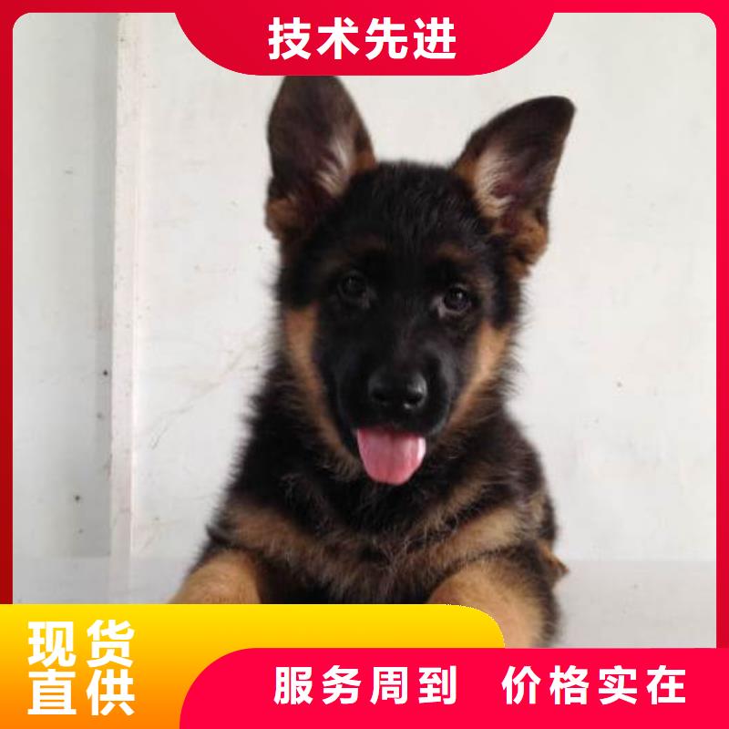 德国牧羊犬【高加索犬】工艺成熟