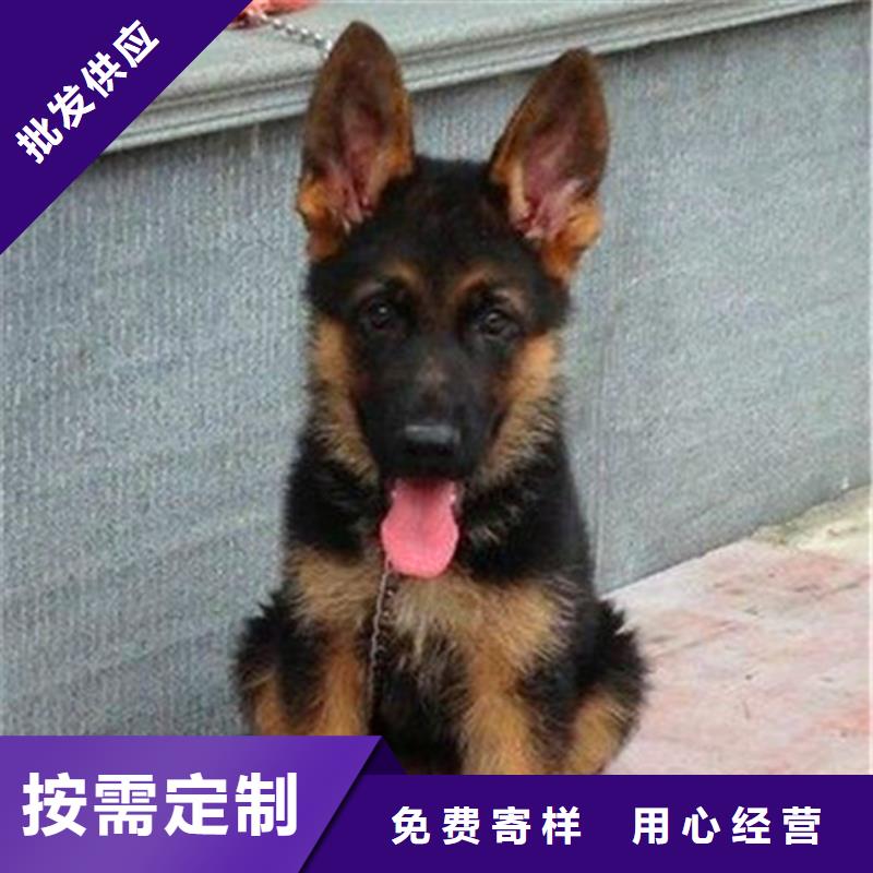 【德国牧羊犬卡斯罗犬厂家技术完善】